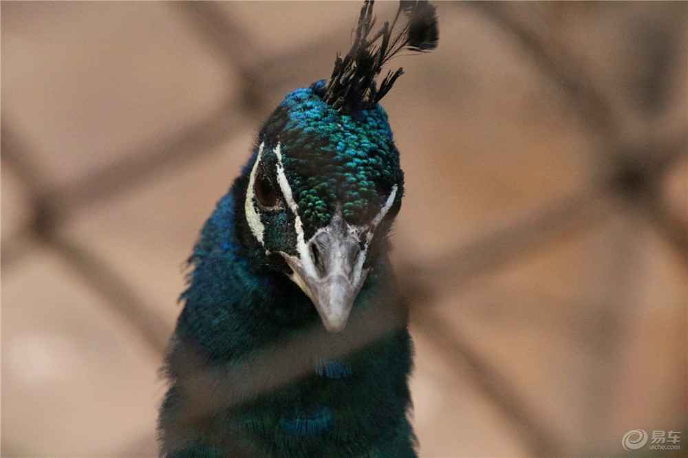孔雀颜色大揭秘：蓝绿之争与绚丽背后的科学
