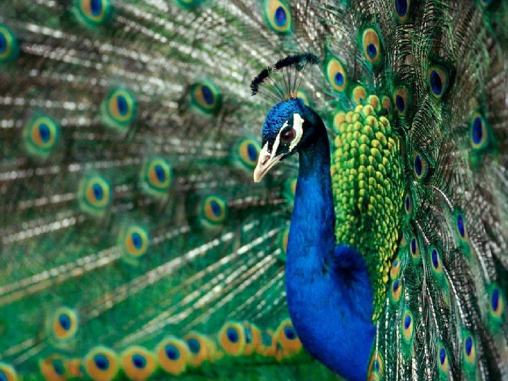 孔雀颜色大揭秘：蓝绿之争与绚丽背后的科学  第2张