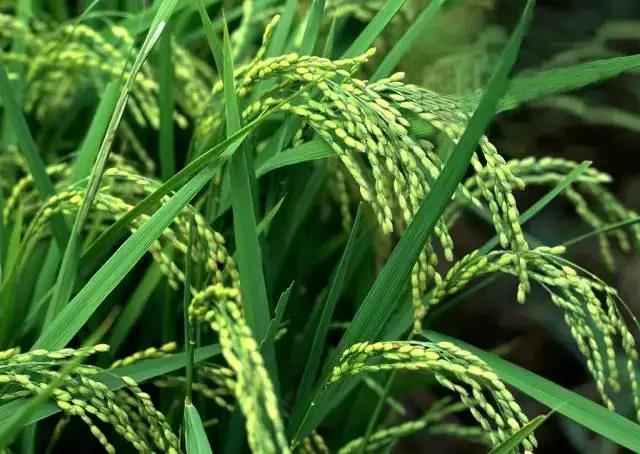 小草变色龙记原来它不只有绿色  第2张