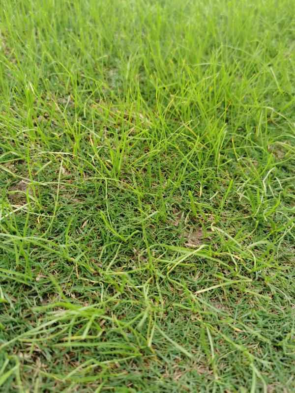 小草变色龙记原来它不只有绿色