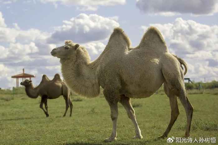 德国骆驼到底啥档次？别被名字忽悠了，这才是真相！