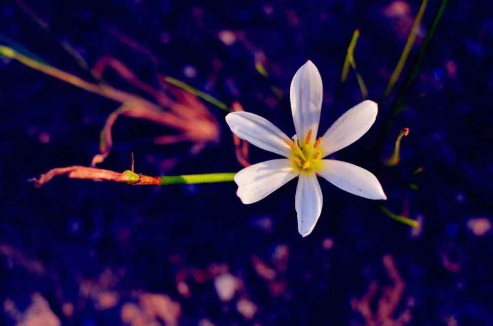 水中花的多重意境 从自然到文化的深度解读