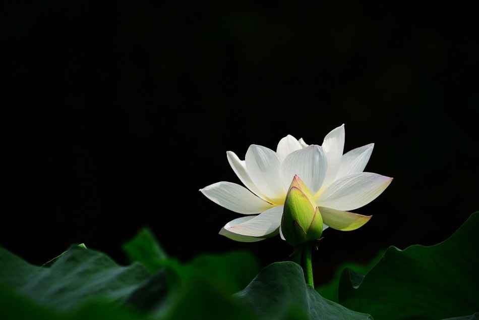 水中花的多重意境 从自然到文化的深度解读 第2张 水中花的多重意境 从自然到文化的深度解读 第2张