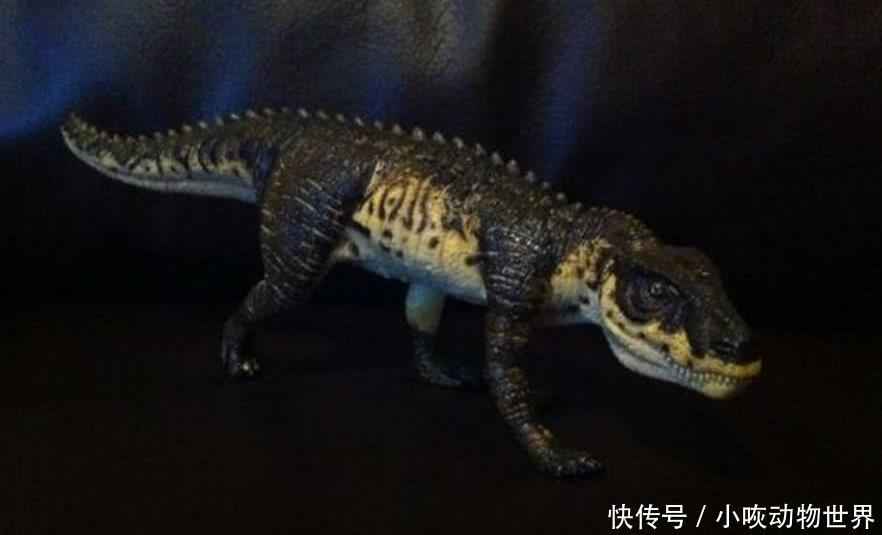 法国鳄鱼Lacoste,到底是啥档次?别让它给“唬”住了!