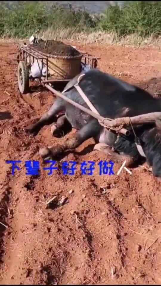 牛子梗的来龙去脉从方言到网络热词的爆火之路