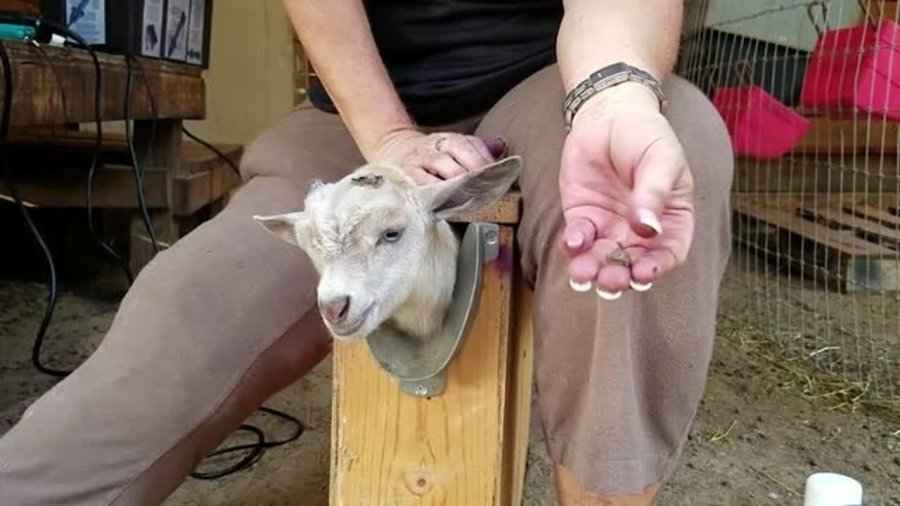 牛子梗的来龙去脉从方言到网络热词的爆火之路  第2张