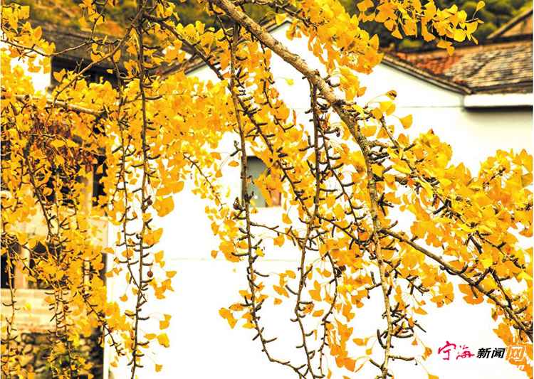 秋天的调色盘 打翻在人间的烟火气里