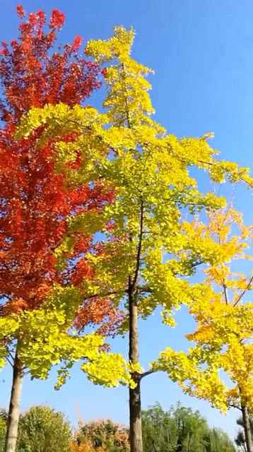 秋天的调色盘 打翻在人间的烟火气里 第2张 秋天的调色盘 打翻在人间的烟火气里 第2张