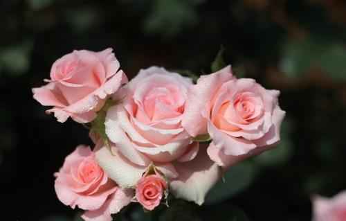 粉红色到底啥意思 全面解析这个颜色的多重秘密