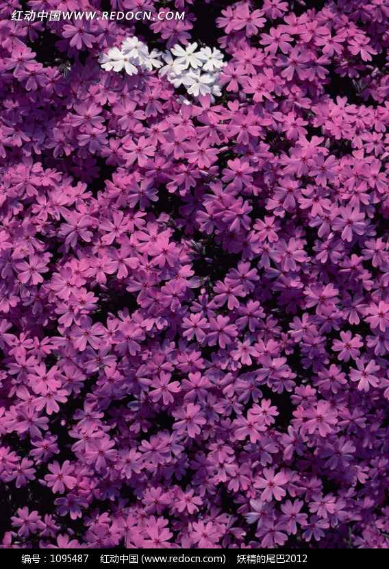 紫色全知道 从穿搭到文化一次搞懂各种紫色魅力